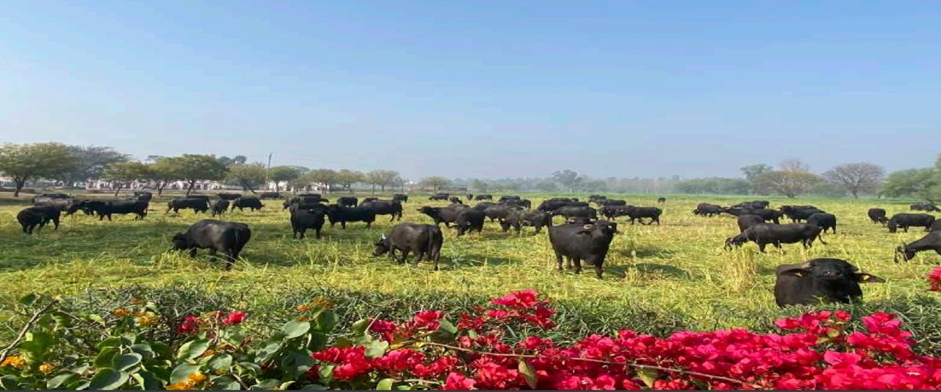 Grazing Buffaloes picture
